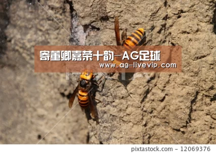 寄董卿嘉荣十韵-AG足球(图1) AG篮球